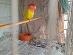 Love bird red head opaline(Red eye)