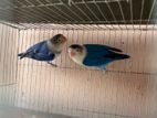 Love Bird (ring eye)