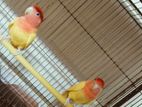 Love Bird Running