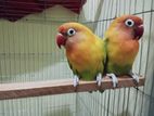 love bird running pair