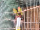 Love Bird Running Pair