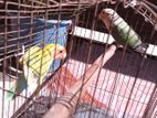 Love bird running pair