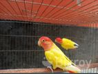 Love bird running pair