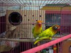 Love Bird Running Pair