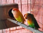 Love Bird Running Pair for sale