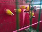 Love Bird Running Piar