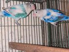 Love Bird Sale