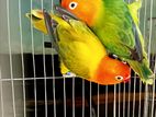 Love Bird Sell