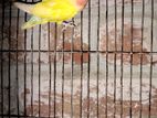 Love Bird Sell Hoba Arjent
