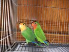 Love bird sell hobe 1 pair