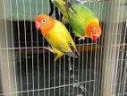 Love bird sell hobe