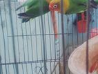 Love bird sell or exchange