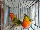 Love Bird Semi Adult Pair