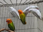 Love Bird Semi Adult Pair
