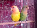 Love Bird Semi Adult Pair