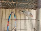 Love Bird Single Female