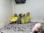Love Bird Tame Size Baby Available