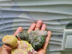 Love Bird Tame Size Baby