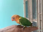 love bird tame size baby