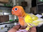 Love bird tame size baby