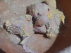 Love Bird Tame Size Baby