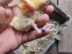 Love Bird Tame Size