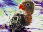 Love bird ( tame size)