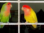 Love bird tamed breeding pair