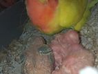 Love Bird Tem Sige Baby