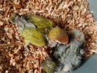 love bird temp size baby