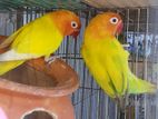 Love Bird Yellow Fisher & Pastel Opline