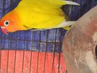 Love Bird, Yellow Fisher
