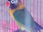 Love Bird Yellow Masked Adult Male.