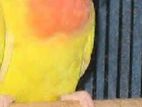 love bird yellow pich face new adult(male)