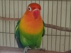 Love bird(male)