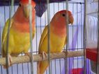 Love birds 2 pis for sell