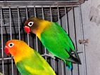 Love birds adult fore sale