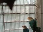 Love Birds Baby