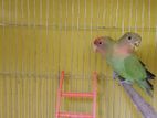 Love birds baby for sale