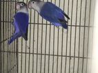 love birds, cokatial running pair n baby