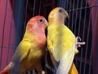 Love birds sell