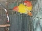 Love Birds