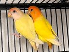 Love Birds