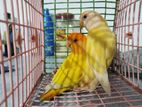Love Birds