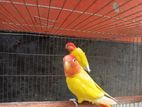 Love birds