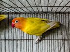Love Birds