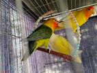 Love Birds