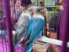 Love Birds