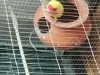 Love Birds