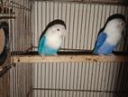 Love Bird's